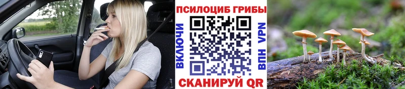 блэк спрут как войти  Юрюзань  Галлюциногенные грибы мицелий 